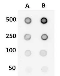 Anti-5-Hydroxymethylcytosine / 5-hmC antibody [GT513] used in Dot blot (Dot). GTX629701